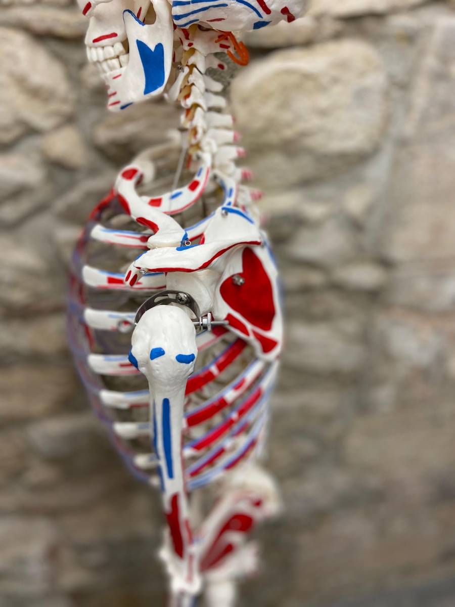 L'anatomie de l'épaule simplifiée par le cabinet de kiné MMK à Marseille 13006